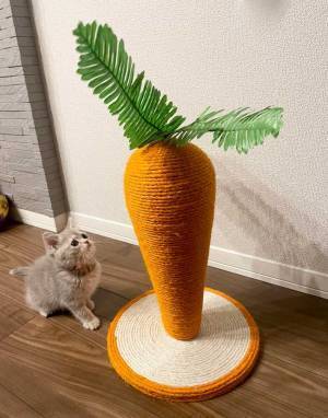 猫「なんじゃこりゃ…！？」　超巨大な『あるもの』にビビる様子が、反則級にかわいい