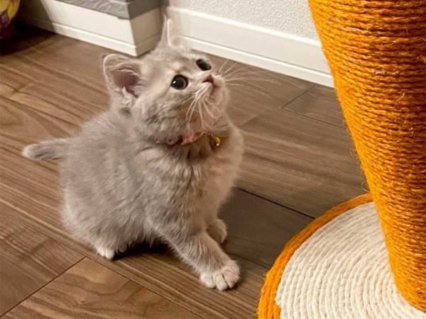 猫「なんじゃこりゃ…！？」　超巨大な『あるもの』にビビる様子が、反則級にかわいい