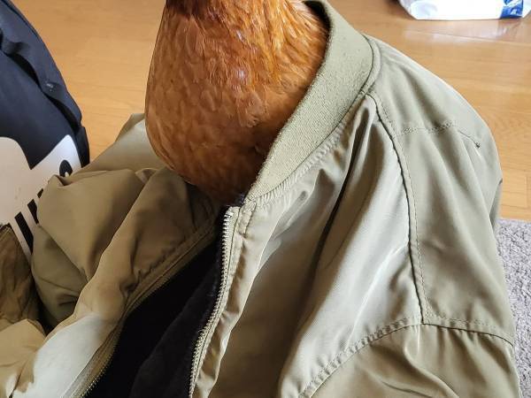 ニワトリに『人間のジャケット』を被せたら？　写真に「吹いた」「そうにしか見えない」