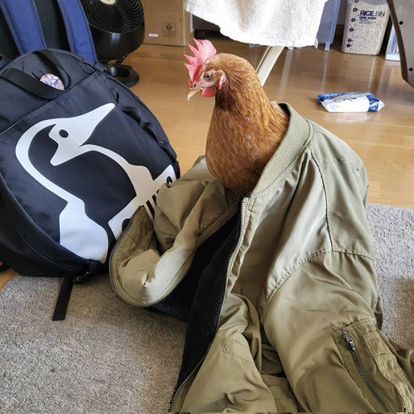 ニワトリに『人間のジャケット』を被せたら？　写真に「吹いた」「そうにしか見えない」