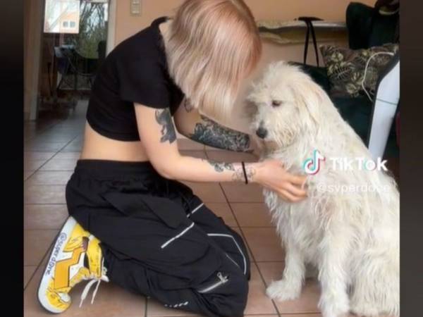 過去に虐待された犬　初めて優しくなでられた後にとった『行動』に「涙があふれた」