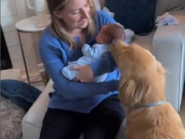 ゴールデンレトリバーが赤ちゃんと初対面　犬のリアクションに「まるでママ」