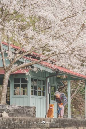 レトロな駅舎、桜の木…　柴犬とおばあちゃんの姿を収めた、１枚の写真が話題に