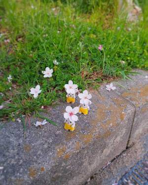 「めっちゃ可愛い」「うちにも来るかな」　『春を運ぶバイト』が話題に