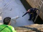 凍った池に落ちた犬を１人で救出した消防士　見事な『方法』に拍手喝采！