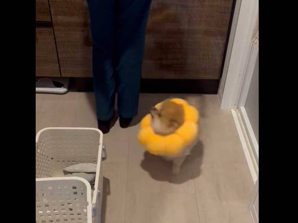 おばあちゃんのことが大好きなポメラニアン　９秒の動画に癒される