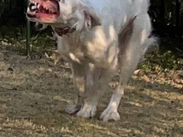 「美少女なんです、信じてください！」　犬の衝撃ショットに「ゾンビか？」「どうなってるの！？」