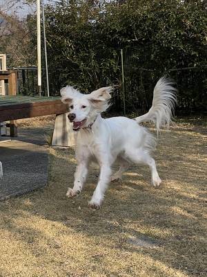 「美少女なんです、信じてください！」　犬の衝撃ショットに「ゾンビか？」「どうなってるの！？」