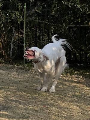 「美少女なんです、信じてください！」　犬の衝撃ショットに「ゾンビか？」「どうなってるの！？」