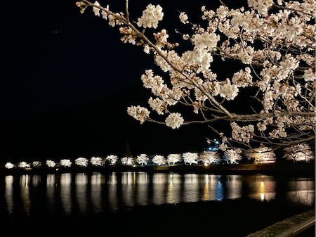 桜の名所がズラリ！　MKタクシー公式Twitterの演出がけっこう粋