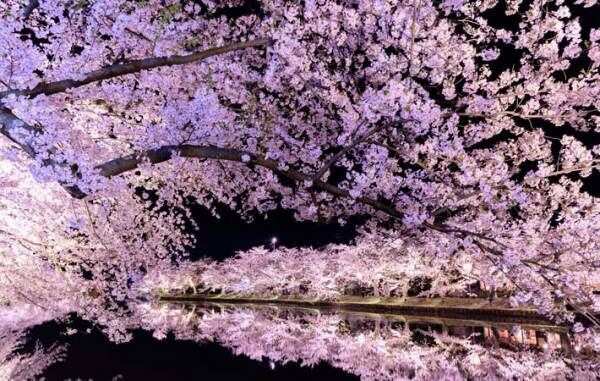 桜の下で、お弁当を食べた思い出　大いに楽しんでほしい『桜花の季節』