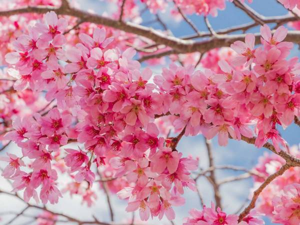 桜の下で、お弁当を食べた思い出　大いに楽しんでほしい『桜花の季節』