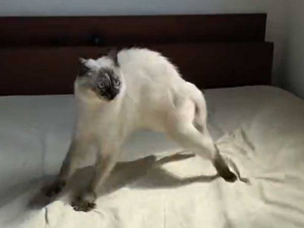 『やんのかステップ』で威嚇する猫　『敵』の様子に「貫禄がすごい」