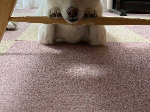 自分のかわいさを自覚している…！？　柴犬の写真に「存在が正義」