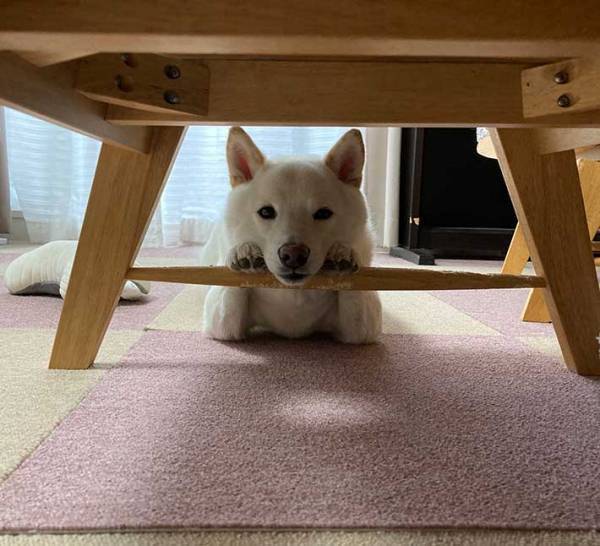 自分のかわいさを自覚している…！？　柴犬の写真に「存在が正義」