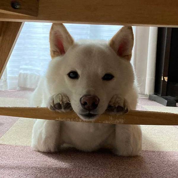 自分のかわいさを自覚している…！？　柴犬の写真に「存在が正義」