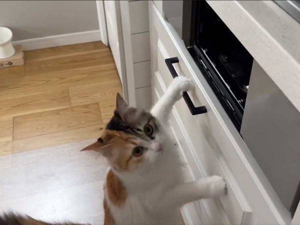 グリルの匂いをかぐ猫　反応が、１００点満点