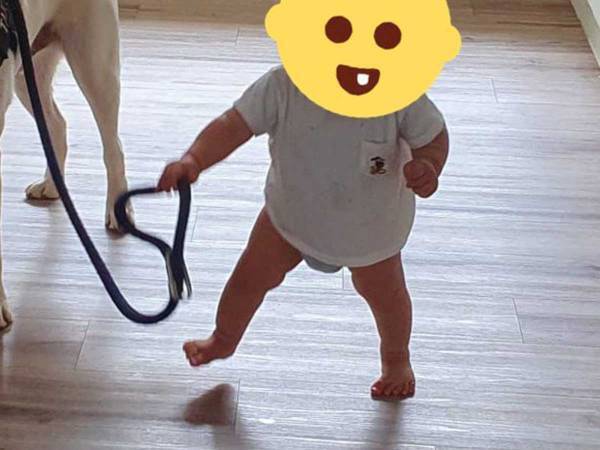赤ちゃんにリードをもたれて、不服な犬　その表情に、１７万『いいね』！