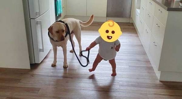 赤ちゃんにリードをもたれて、不服な犬　その表情に、１７万『いいね』！