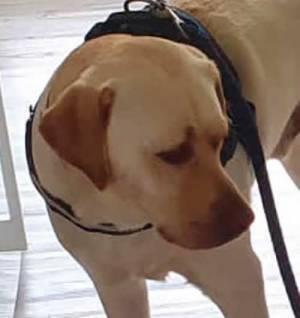 赤ちゃんにリードをもたれて、不服な犬　その表情に、１７万『いいね』！