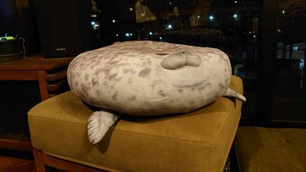 人見知りの猫が懐いたクッション、１年後の様子が…「ダメだ笑う」「クセが強い」