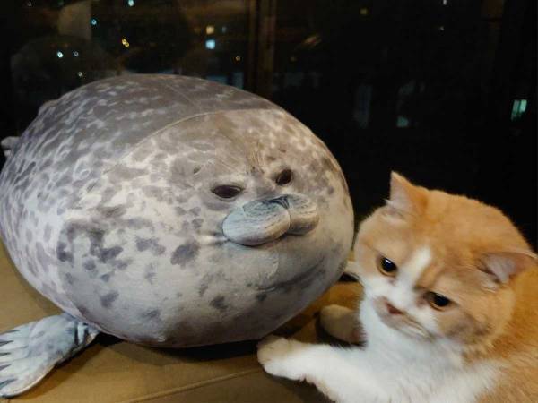 人見知りの猫が懐いたクッション、１年後の様子が…「ダメだ笑う」「クセが強い」