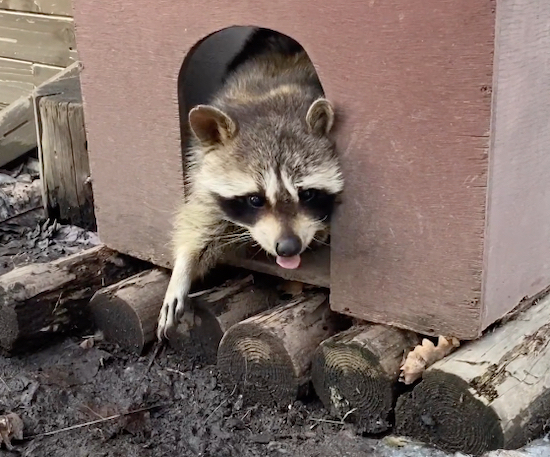 小屋から出てくる寝起きのアライグマに「出勤だるそう」「休日の俺と一緒」