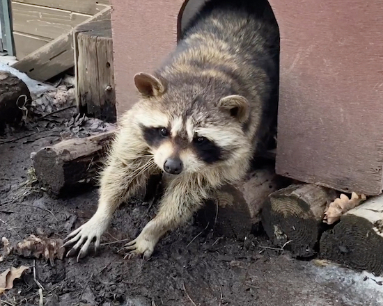 小屋から出てくる寝起きのアライグマに「出勤だるそう」「休日の俺と一緒」