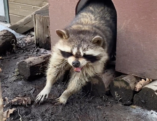 小屋から出てくる寝起きのアライグマに「出勤だるそう」「休日の俺と一緒」