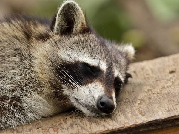 小屋から出てくる寝起きのアライグマに「出勤だるそう」「休日の俺と一緒」