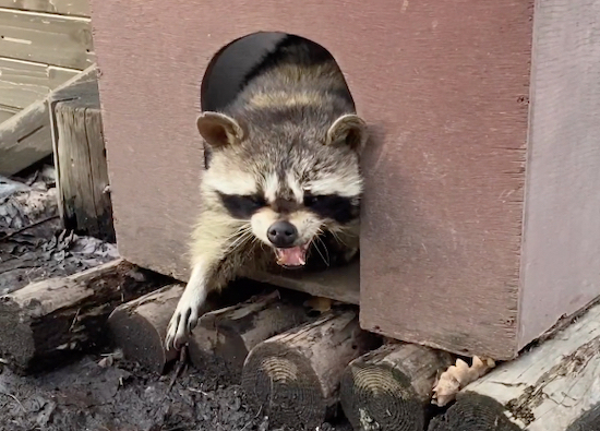 小屋から出てくる寝起きのアライグマに「出勤だるそう」「休日の俺と一緒」