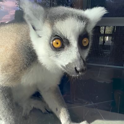 「内側の窓はやっておくね！」　窓拭きをお手伝いしようとするワオキツネザルの姿がコチラ