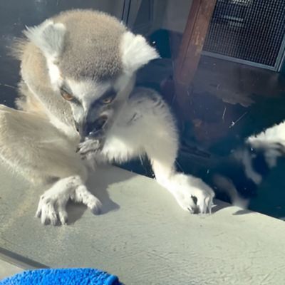 「内側の窓はやっておくね！」　窓拭きをお手伝いしようとするワオキツネザルの姿がコチラ