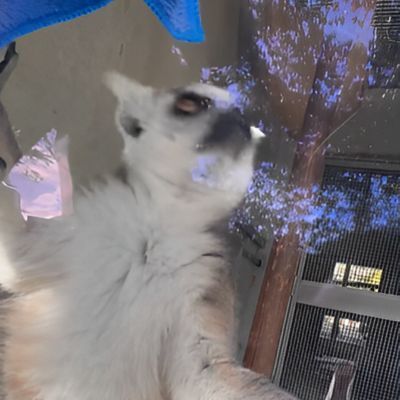 「内側の窓はやっておくね！」　窓拭きをお手伝いしようとするワオキツネザルの姿がコチラ