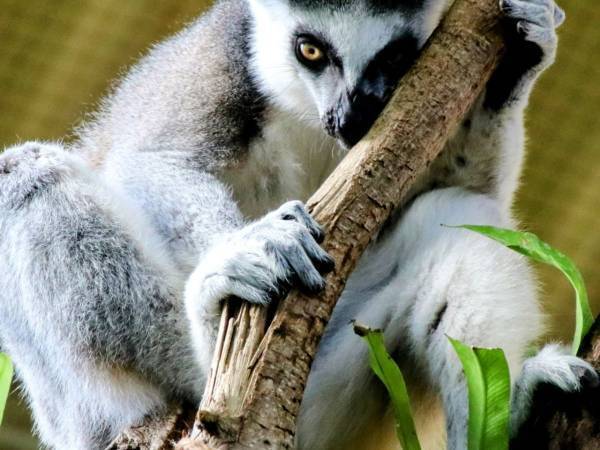 「内側の窓はやっておくね！」　窓拭きをお手伝いしようとするワオキツネザルの姿がコチラ