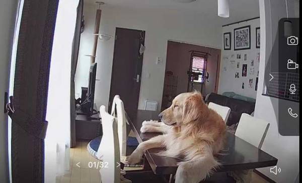 ペットカメラを見た飼い主「へぇ…なるほど」　映っていたのは？