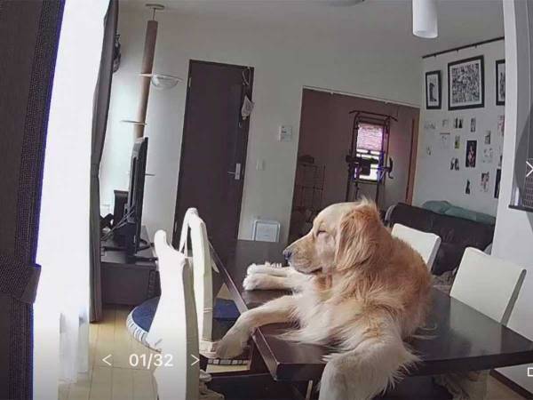 ペットカメラを見た飼い主「へぇ…なるほど」　映っていたのは？