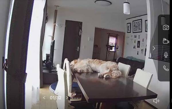ペットカメラを見た飼い主「へぇ…なるほど」　映っていたのは？