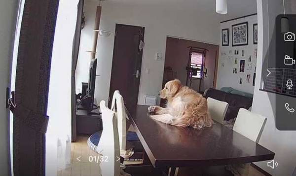 ペットカメラを見た飼い主「へぇ…なるほど」　映っていたのは？