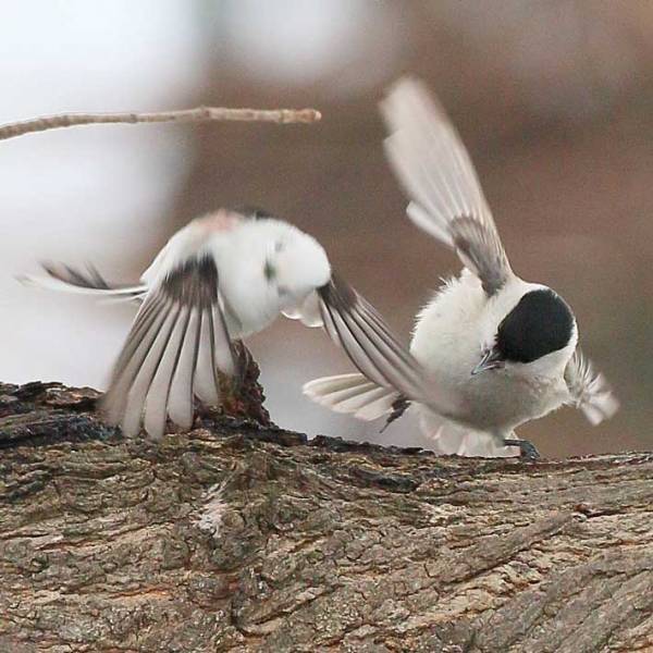 「いい音が聞こえそう」　シマエナガを撮った１枚に、笑いが込み上げる