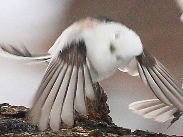 「いい音が聞こえそう」　シマエナガを撮った１枚に、笑いが込み上げる