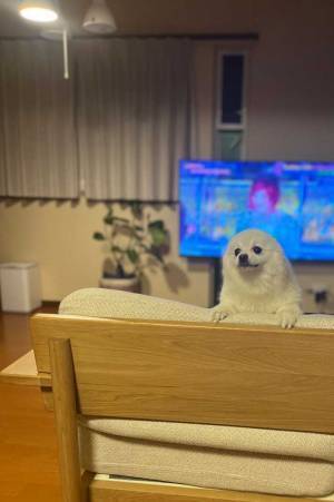 かわいいポメラニアンの写真に…あれ？　「脳がバグった」「もうそれにしか見えない」