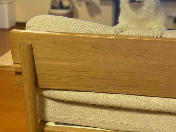 かわいいポメラニアンの写真に…あれ？　「脳がバグった」「もうそれにしか見えない」