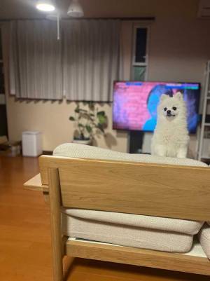 かわいいポメラニアンの写真に…あれ？　「脳がバグった」「もうそれにしか見えない」