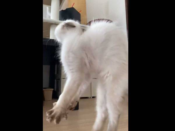 『やんのかステップ』をする子猫　相手との温度差に「笑った」「頑張れ～！」