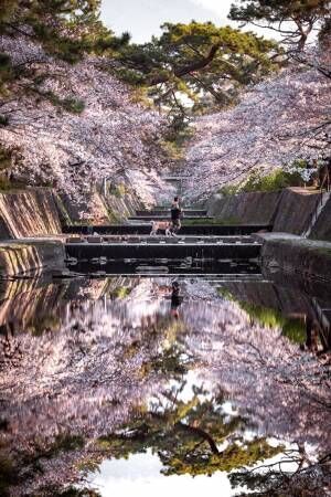 吸い込まれそうな、桜の風景写真がネットで話題に　「素敵」「きれい」
