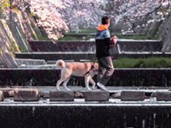 吸い込まれそうな、桜の風景写真がネットで話題に　「素敵」「きれい」