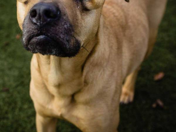 「醜い顔」といわれ続けた保護犬　反響を呼んだ施設の『投稿』に考えさせられる