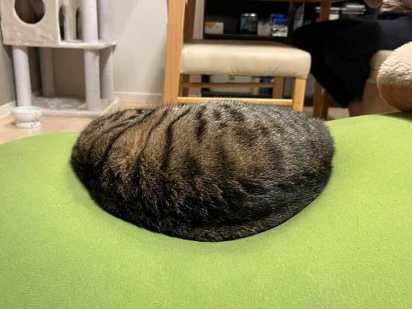 一瞬、目の錯覚かと…　「見事な左右対称」の子猫をご覧ください