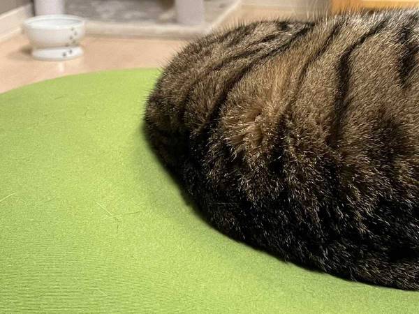 一瞬、目の錯覚かと…　「見事な左右対称」の子猫をご覧ください